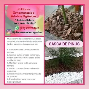 Casca de Pinus