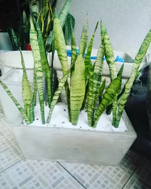 Planta Espada de Sao Jorge