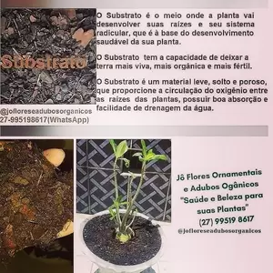 Substrato para Rosa do Deserto e Plantas Ornamentais
