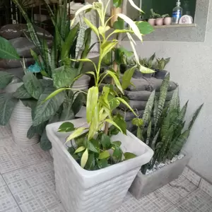Vaso Tijolinho