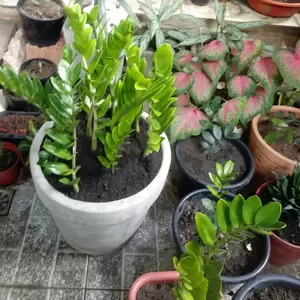 Zamioculca e Vaso de Cimento